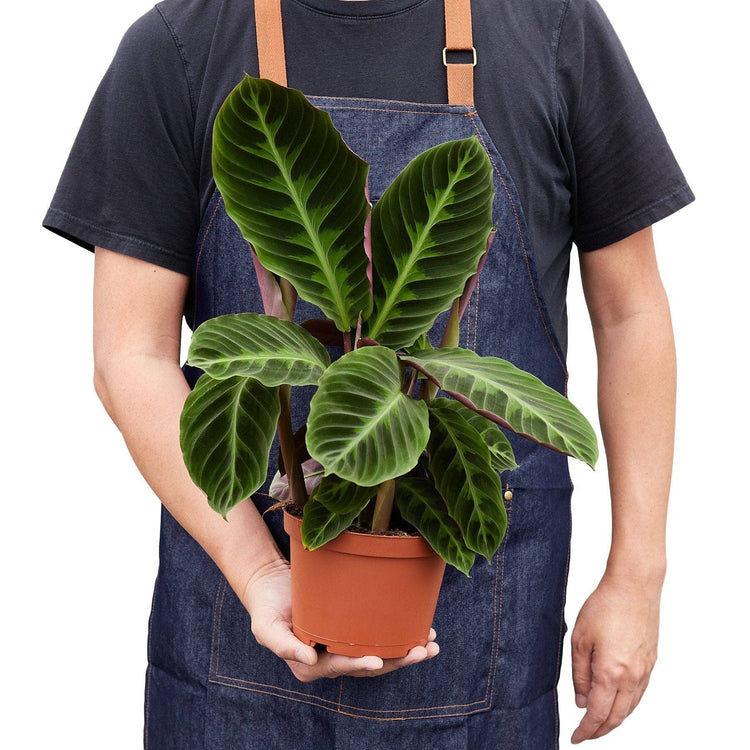 Plants & Planters