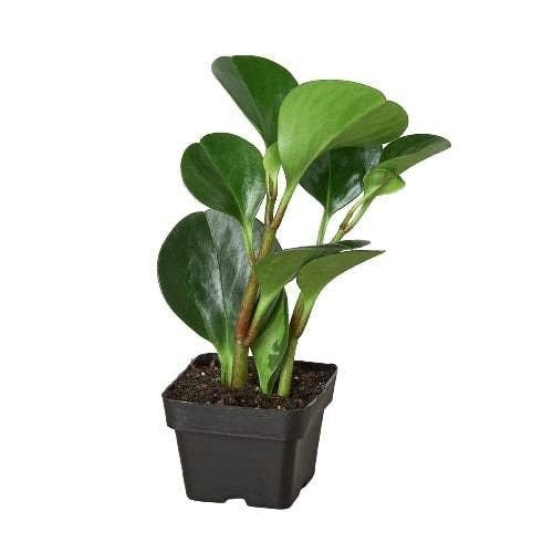 Peperomia Thailand: 4" Pot