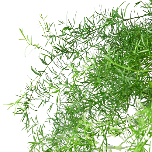 Fern 'Sprengeri' - 4" Pot
