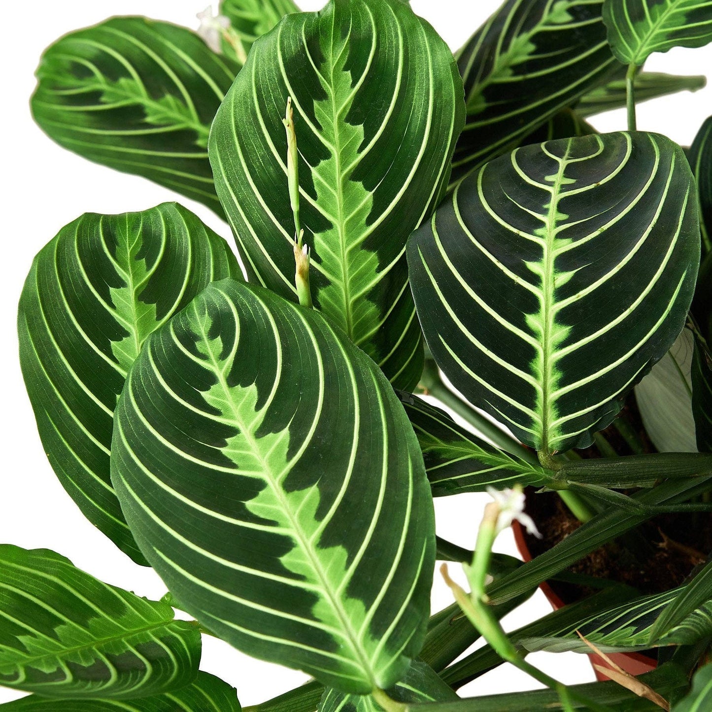 Prayer Plant Maranta 'Lemon Lime'