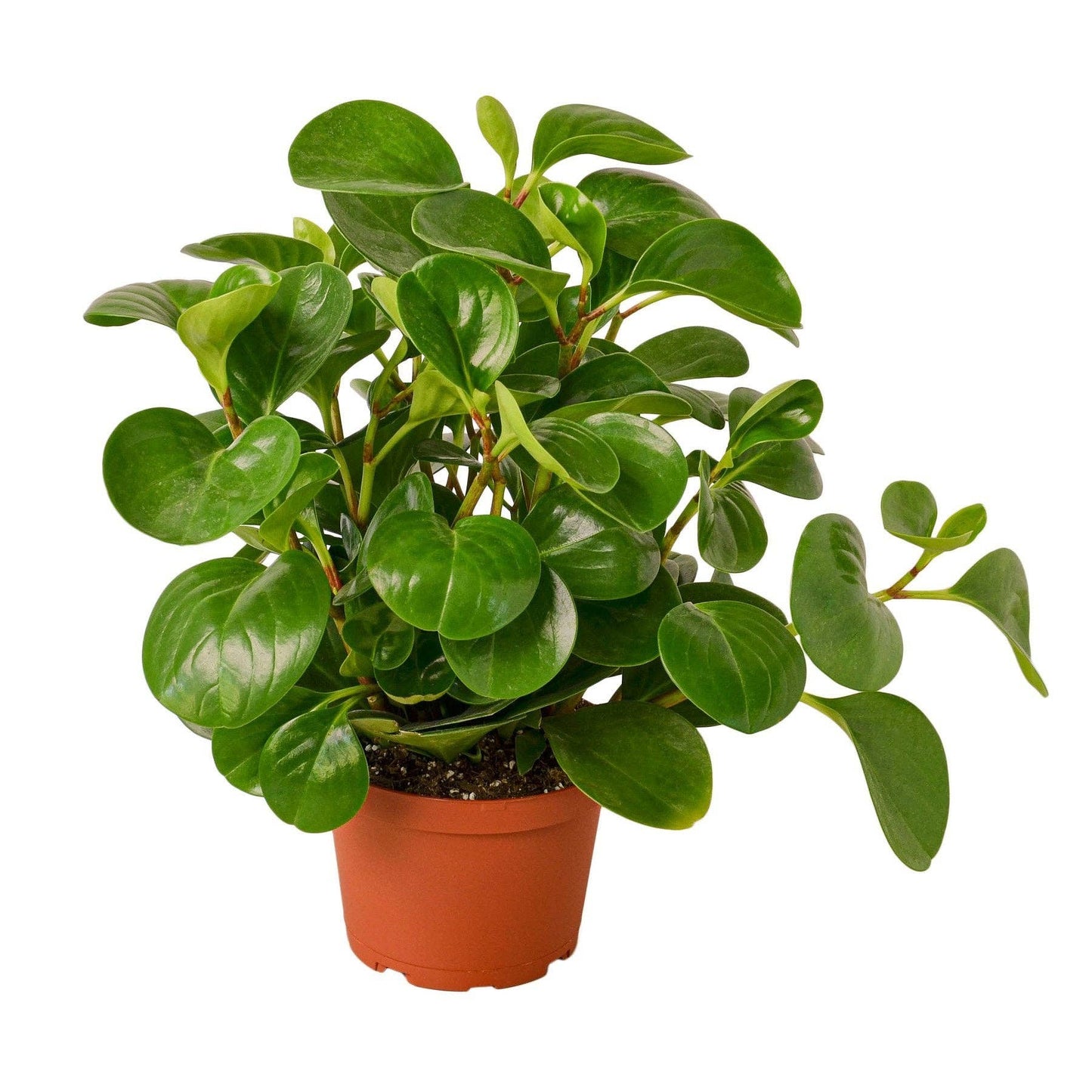 Peperomia Thailand: 4" Pot