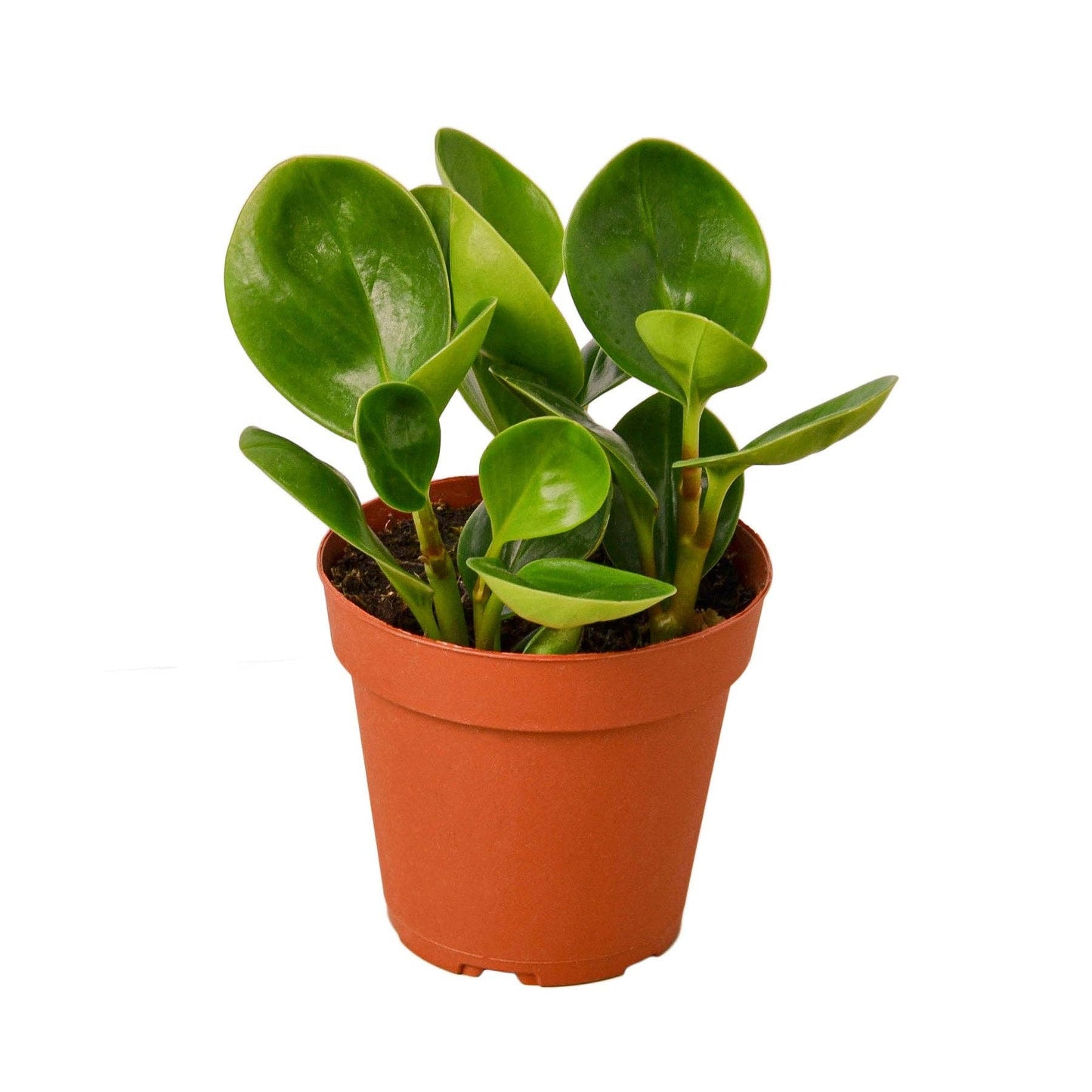 Peperomia Thailand: 4" Pot