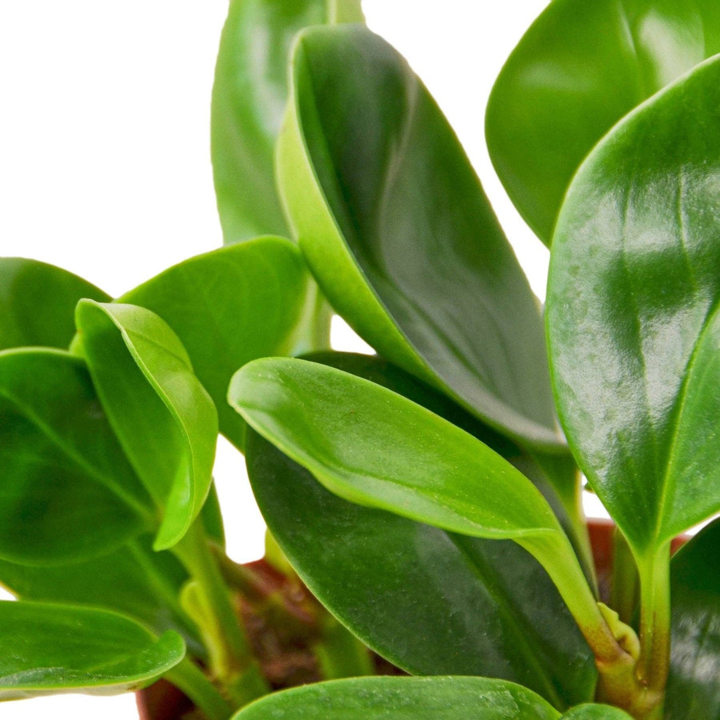 Peperomia Thailand: 4" Pot