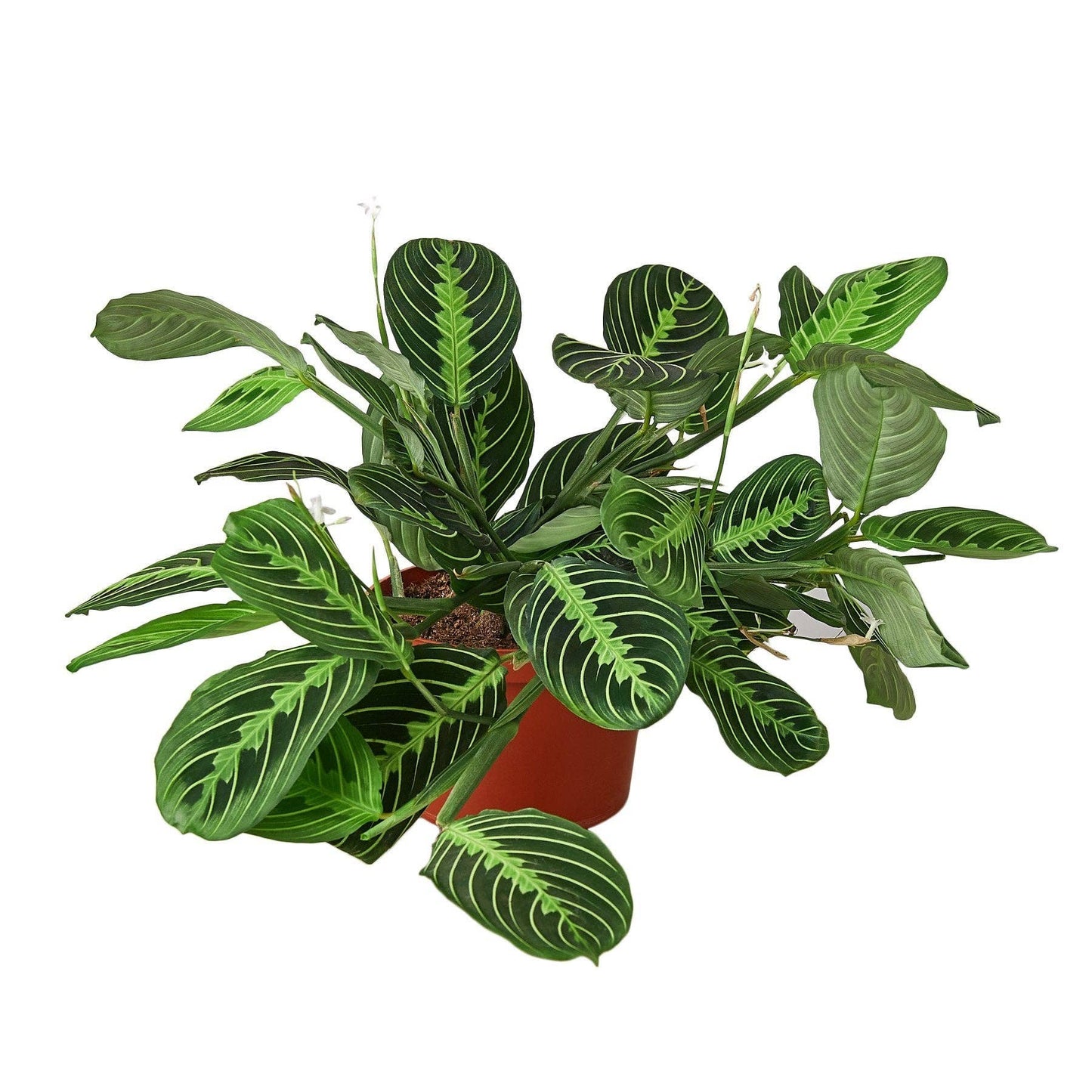 Prayer Plant Maranta 'Lemon Lime'