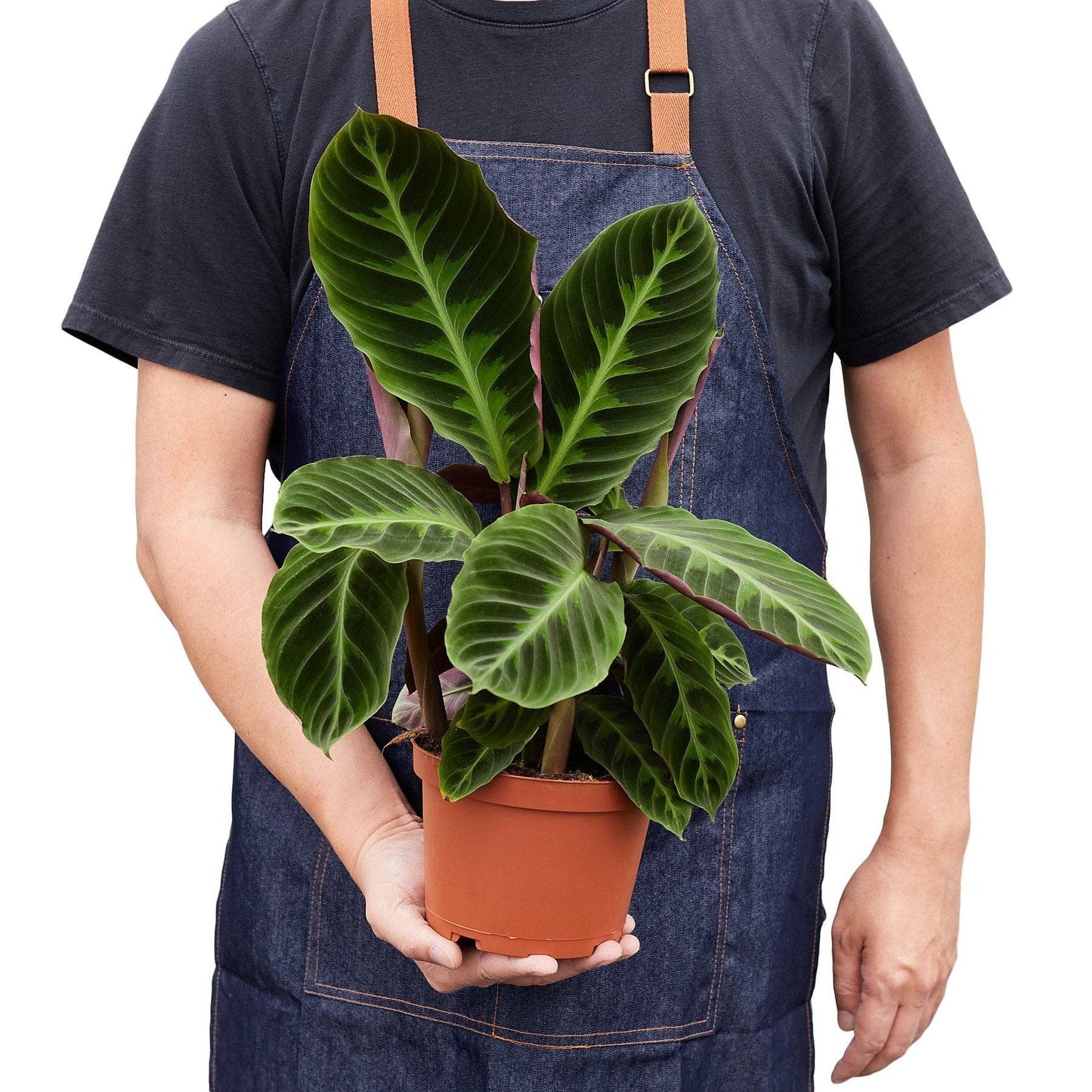 Calathea 'Warscewiczii' - 6" Pot