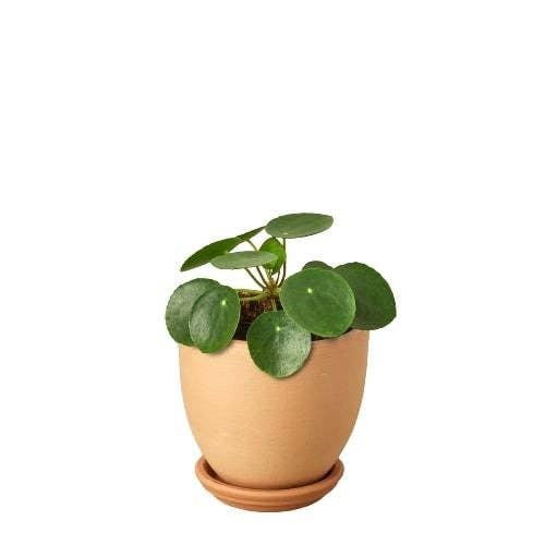 Pilea Peperomioides 'Chinese Money'