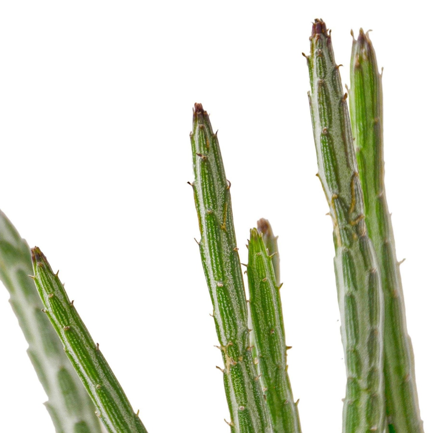 Senecio Stapeliiformis Pickle Plant - 4" Pot