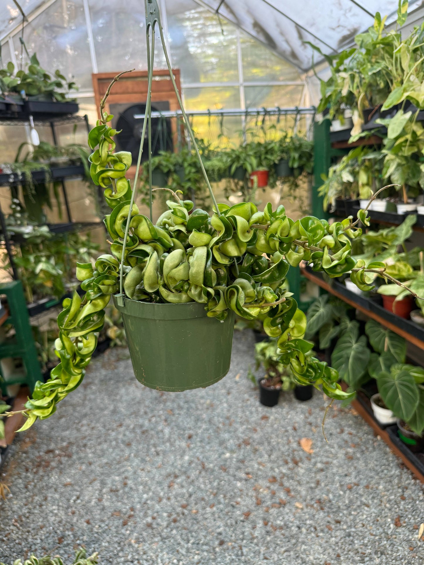 Hoya Hindu Rope "Carnosa Compacta"