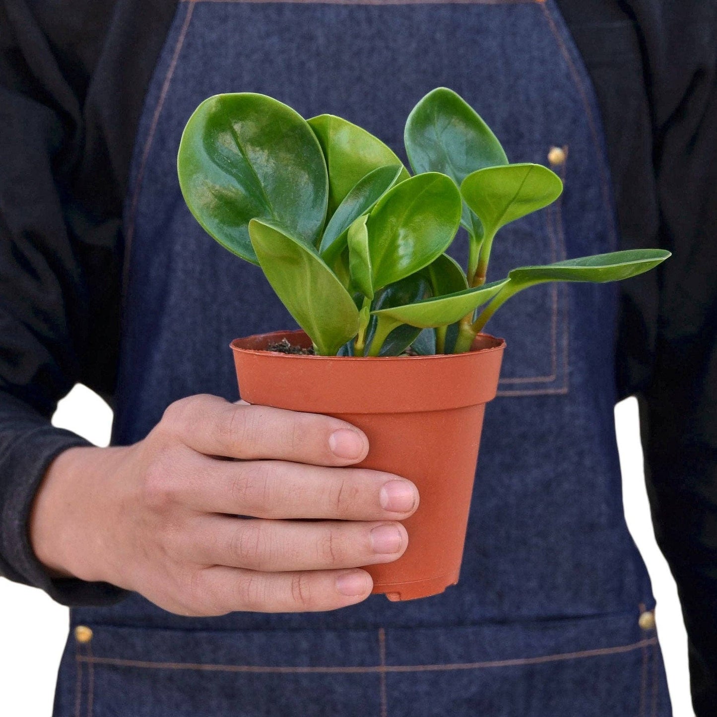 Peperomia Thailand: 4" Pot