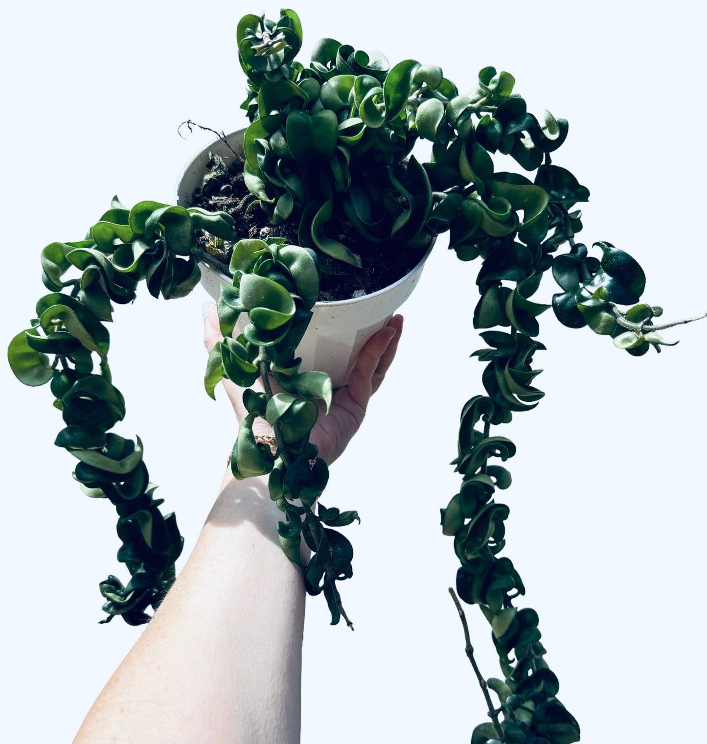 Hoya Hindu Rope "Carnosa Compacta"