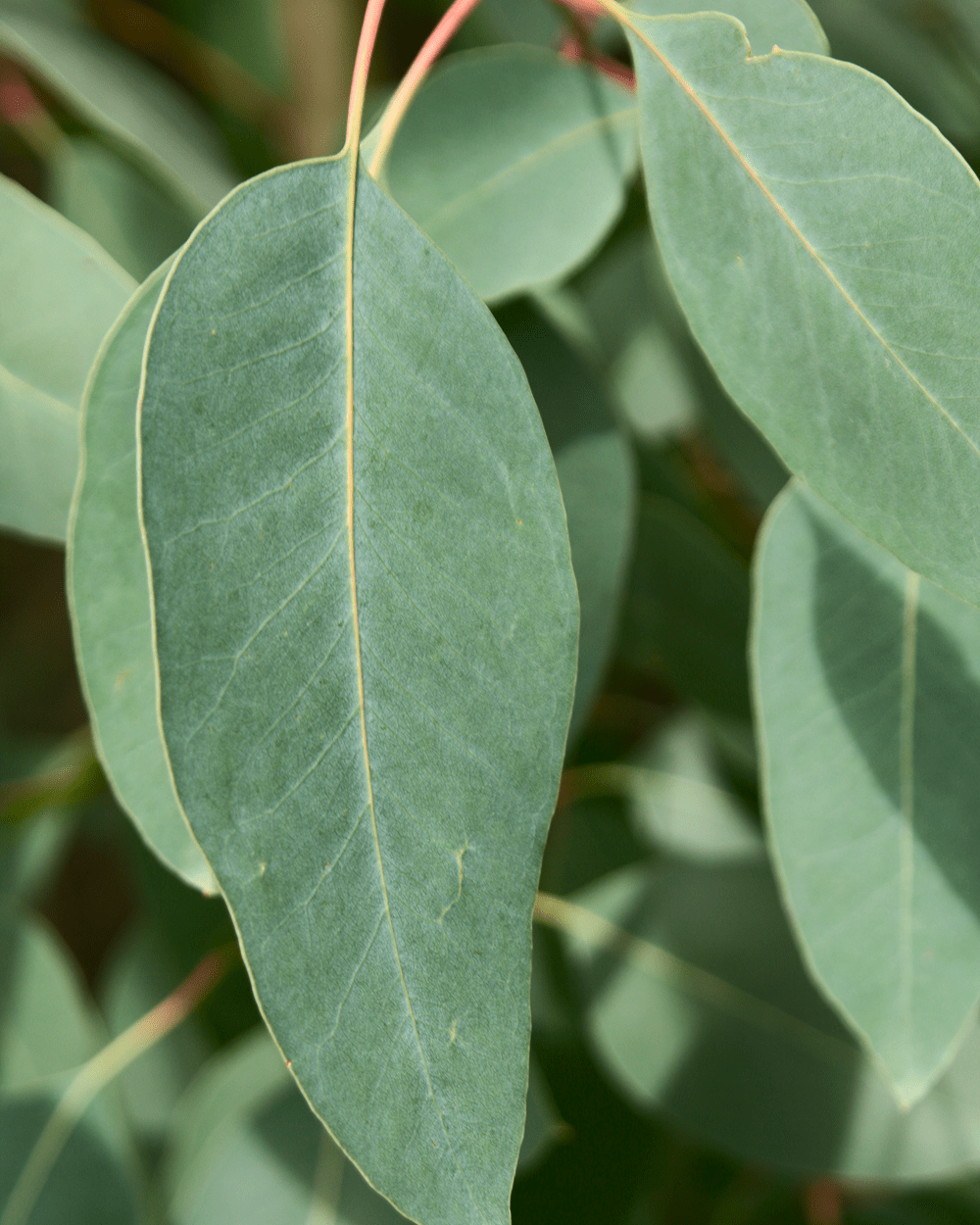 EUCALYPTUS & BERGAMOT BODY MIST