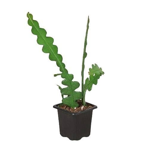 Epiphyllum 'Ric Rac' Cactus - 6" pot