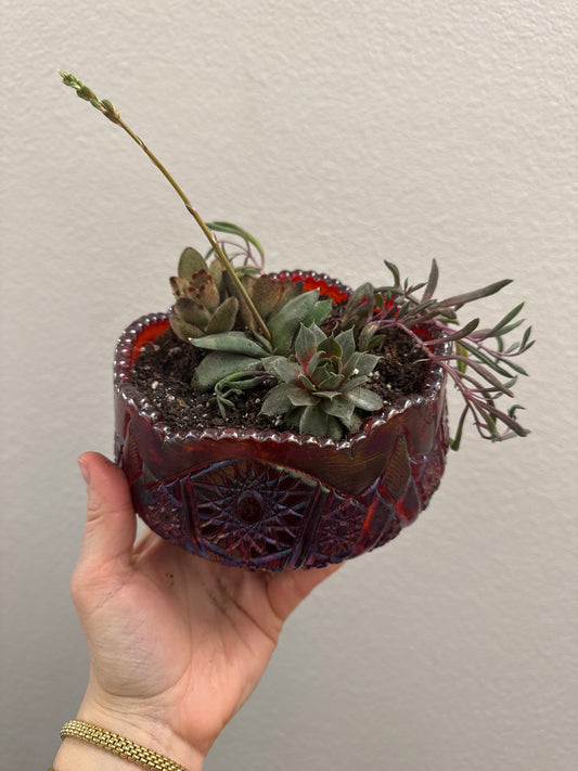 Shades of Red Vintage Bowl + 4 Succulents