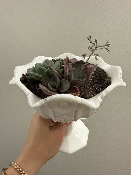 Milk Glass Pedestal + 4 Succulents