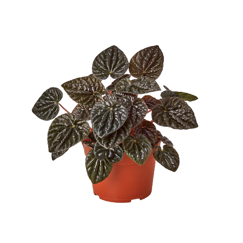 Peperomia 'Ripple Red'