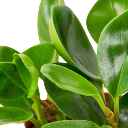 Peperomia Thailand: 4" Pot