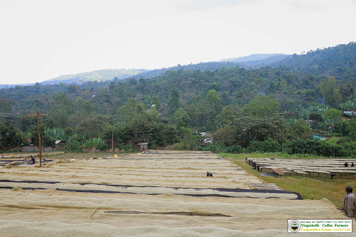 Ethiopia Yirgacheffe