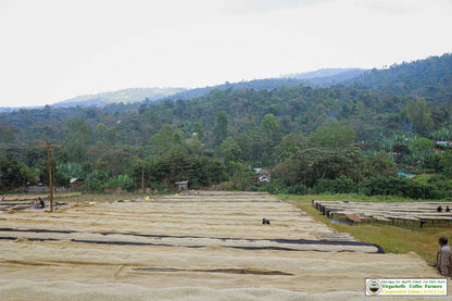 Ethiopia Yirgacheffe