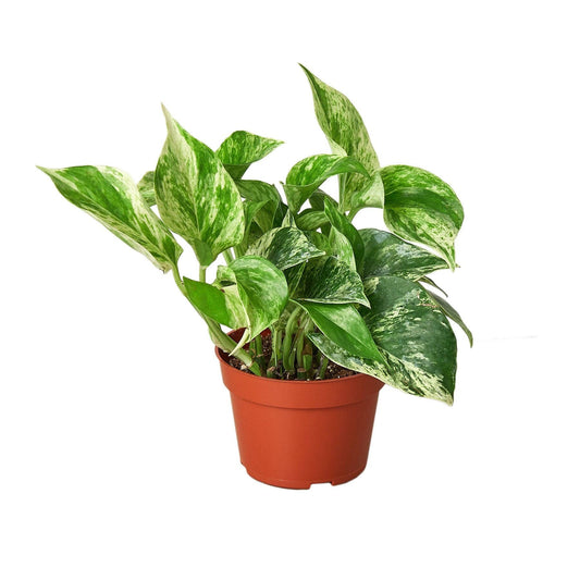 Pothos 'Marble Queen'