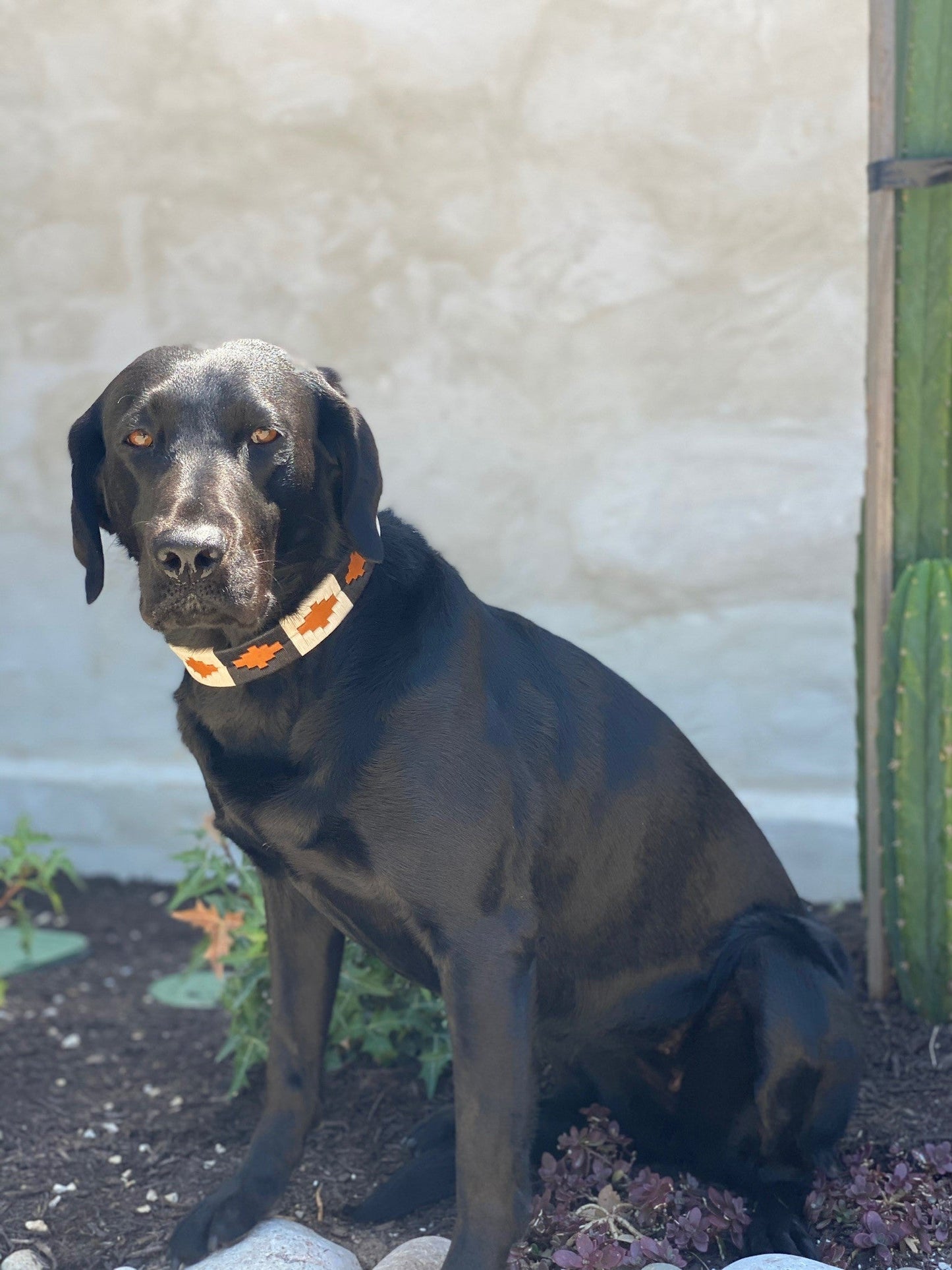Antone's Dog Collar