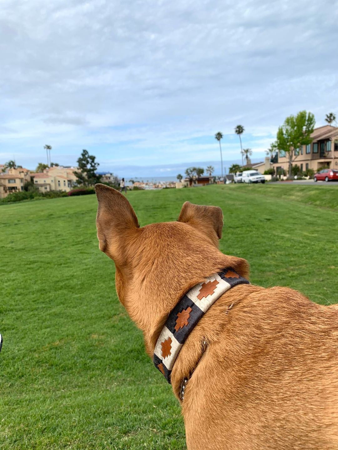 Antone's Dog Collar