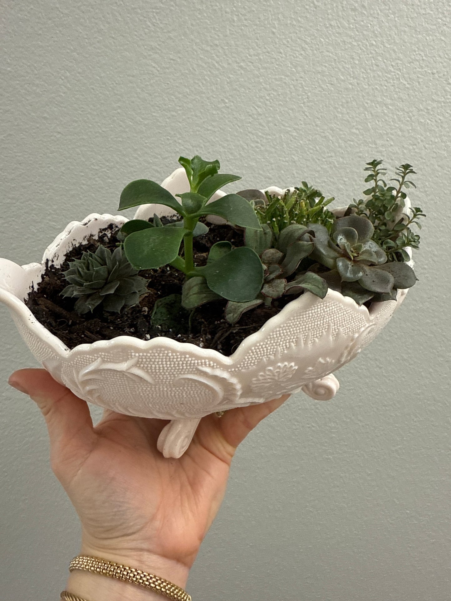 Vintage Victorian Vessel + 8 Succulents