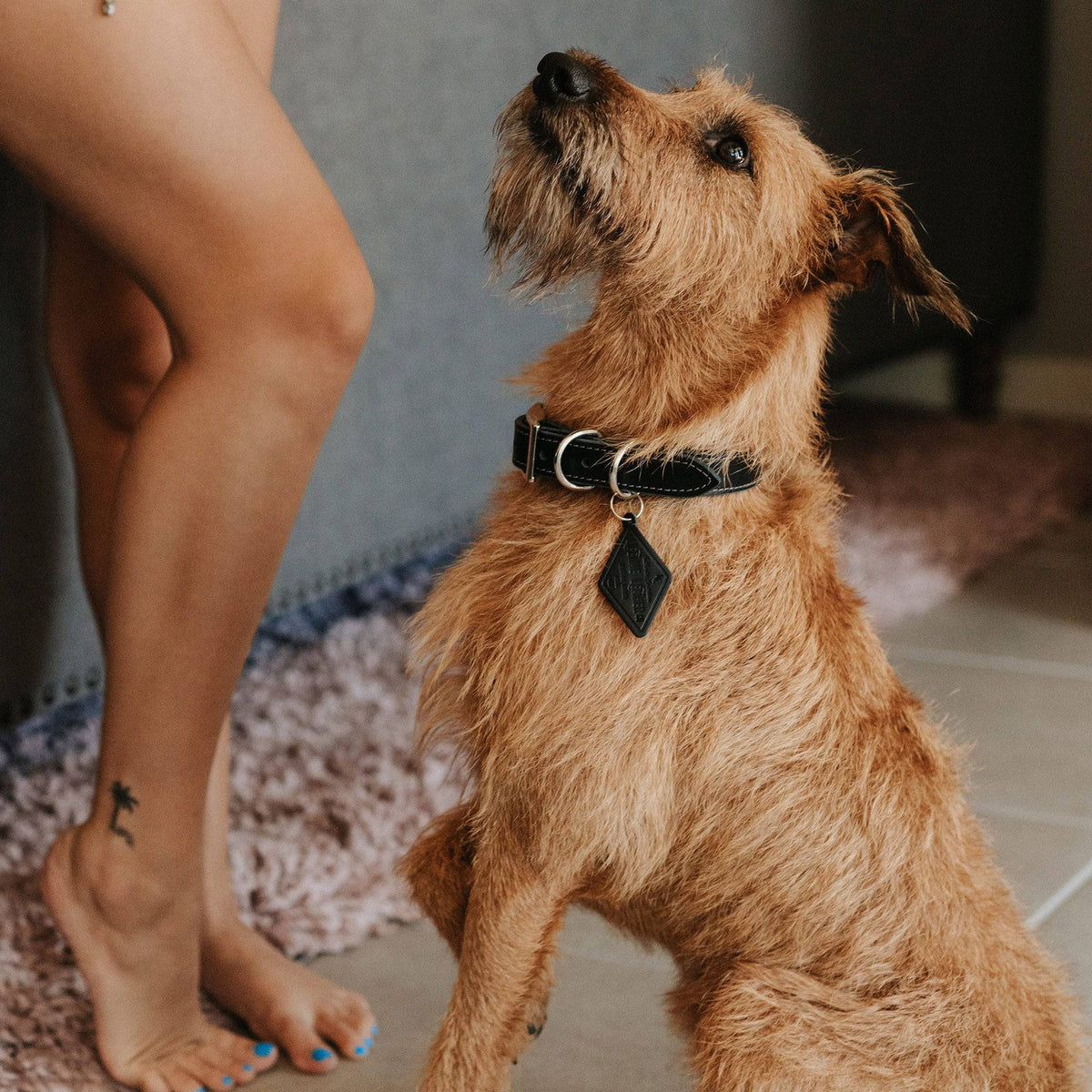 Leather Dog Collar - Designer