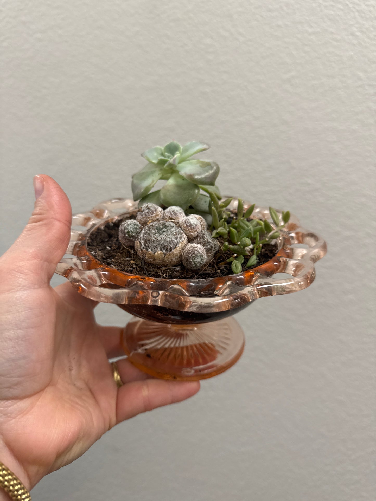 Vintage Glass Vessel + 3 Succulents