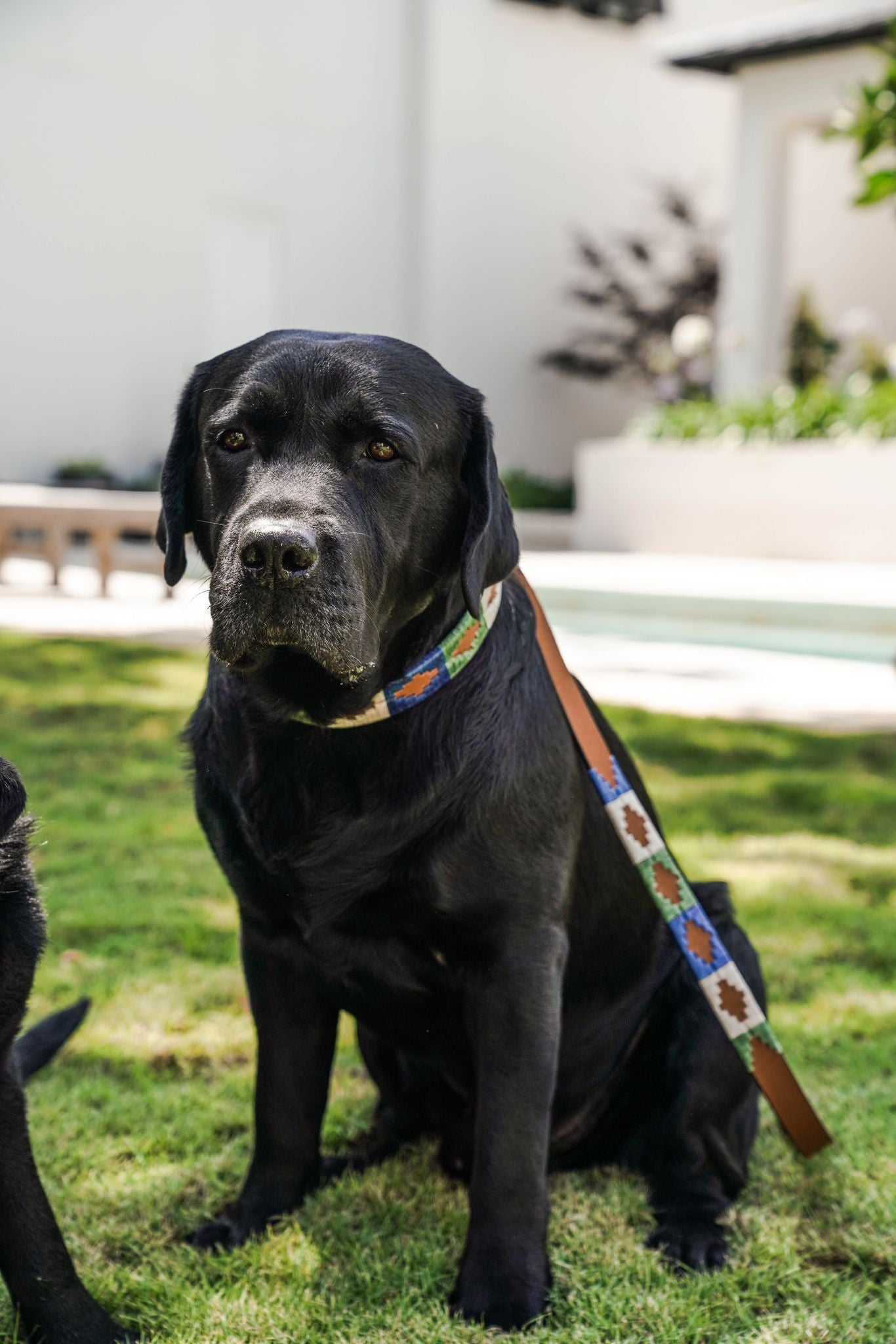 Huck & Harlowe Dog Leash