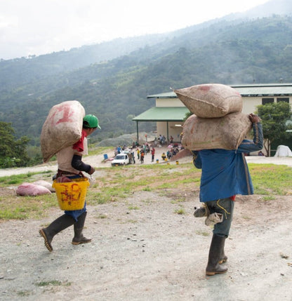 Colombia Finca Palmichal