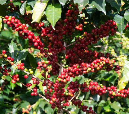 Colombia Finca Palmichal