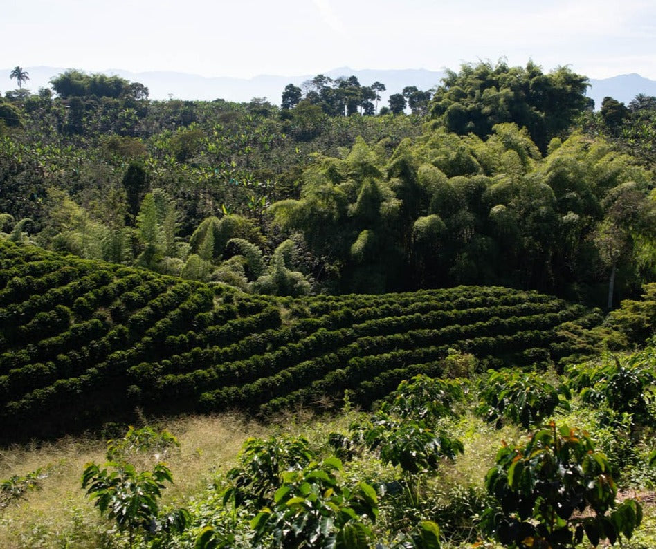 Colombia Finca Palmichal