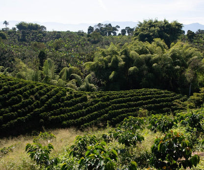 Colombia Finca Palmichal