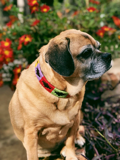 Waterloo Dog Collar
