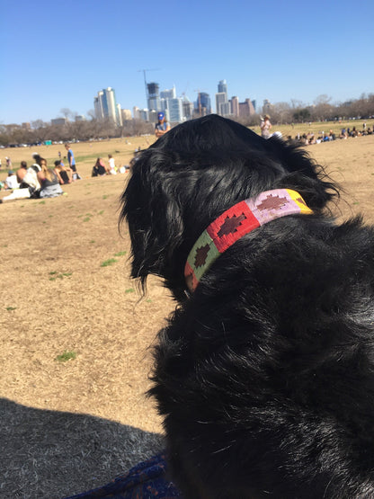 Waterloo Dog Collar