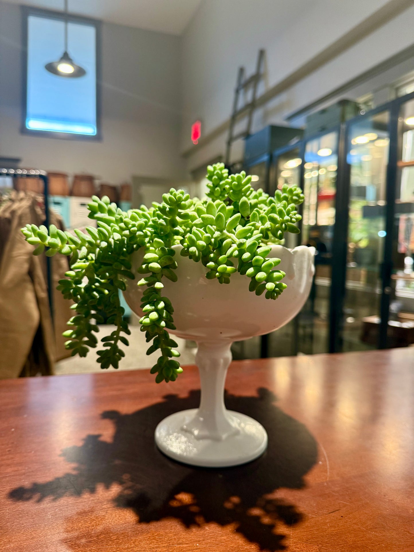 Milk Glass Vessel & Donkey Tail Succulent