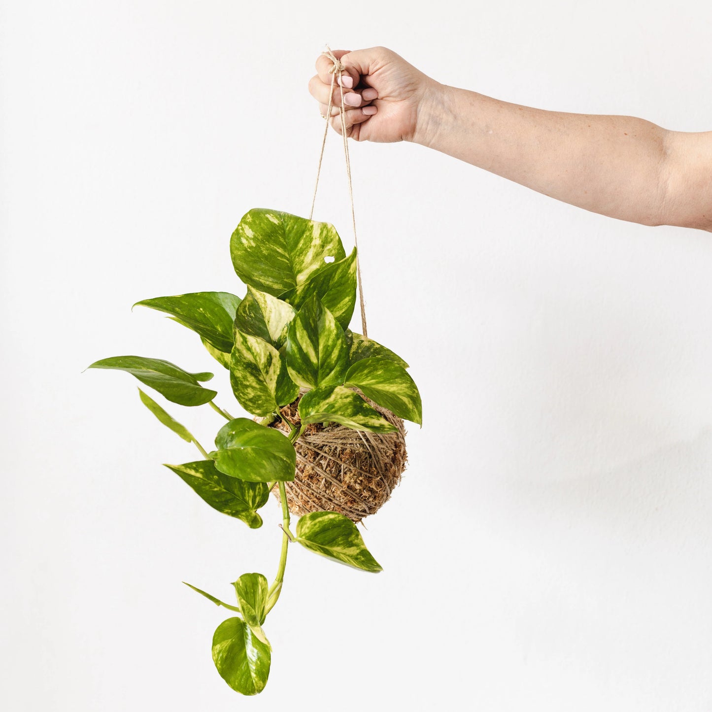 Create Your Own Kokedama: A Living Sculpture Workshop