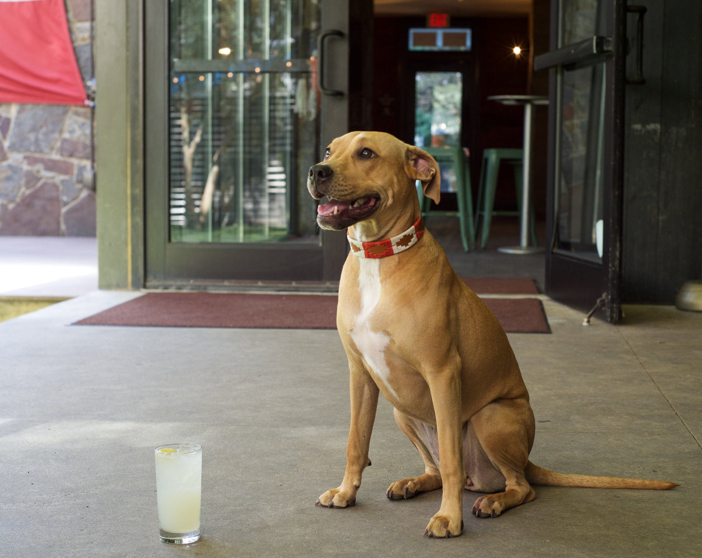 ATX Dog Collar