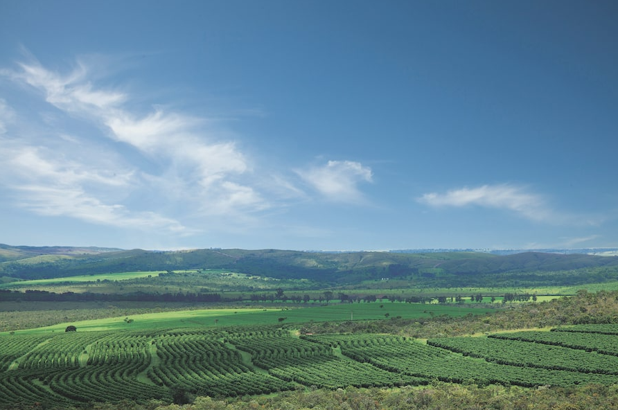 Brazil Oberon Natural