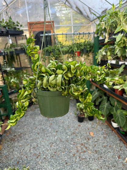 Hoya Hindu Rope "Carnosa Compacta"