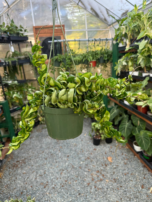 Hoya Hindu Rope "Carnosa Compacta"