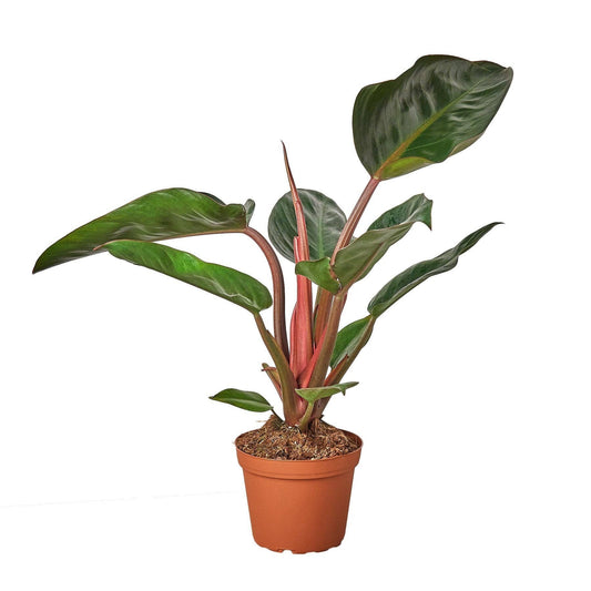 Philodendron 'Congo Rojo' Live Plant